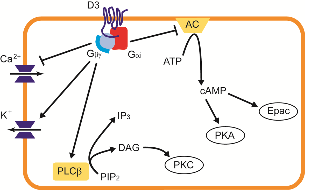 GPCR