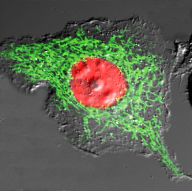 Histone 2B_mitochondria_1