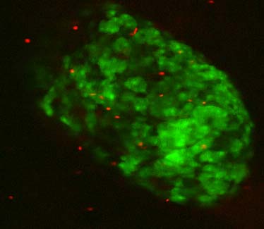 GFP_islet_with_RBC